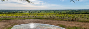 butte de la Roche. vignoble nantais. vigne, paysage, vue