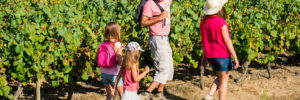 balade, randonnée dans le vignoble nantais, sevre et loire, vigne